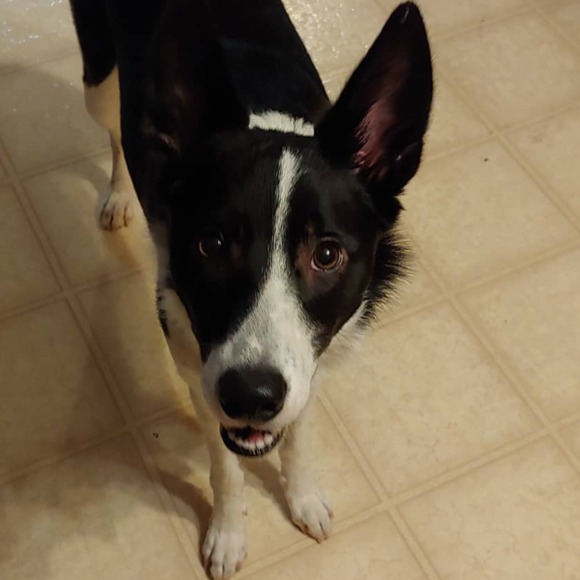 Meet your Posher, Autumn - Picture 1 of 1